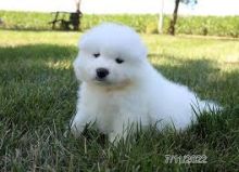 samoyed puppies for Adoption(Mia675604@gmail.com)