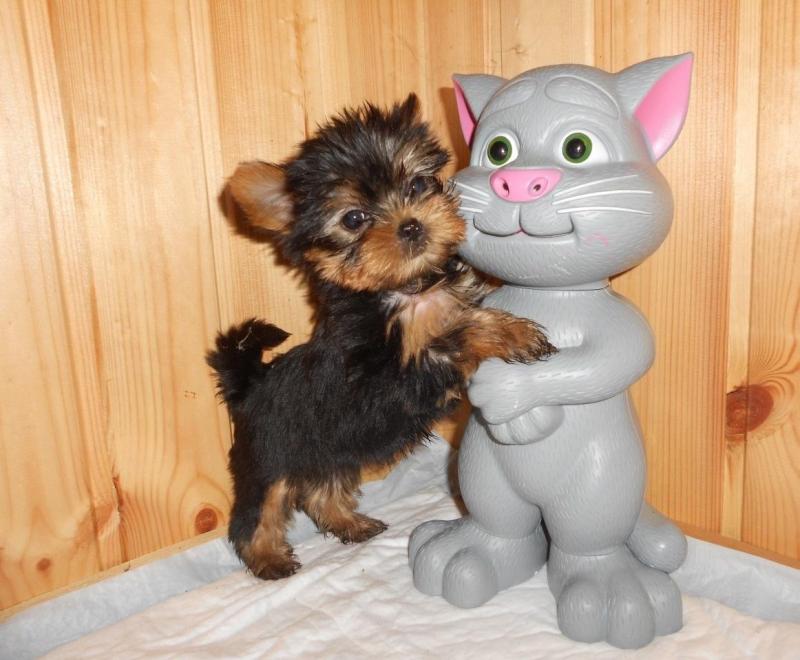Beautiful Yorkie puppiesie Image eClassifieds4u