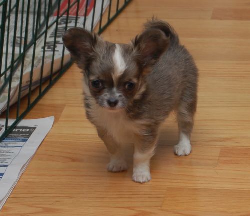 Chihuahua puppies for adoption. #chihuahuapuppiesforsale. #Chihuahuapuppiesnearme Image eClassifieds4u