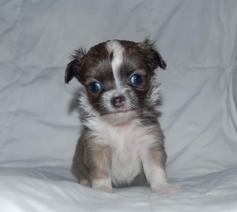 Chihuahua puppies for adoption. #chihuahuapuppiesforsale. #Chihuahuapuppiesnearme Image eClassifieds4u