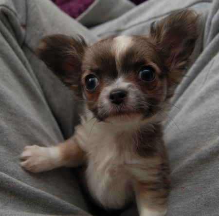 Chihuahua puppies for adoption. #chihuahuapuppiesforsale. #Chihuahuapuppiesnearme Image eClassifieds4u