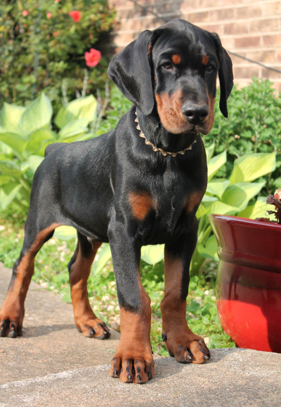 Dorberman Pinscher puppies.#DorbermanPinscherpuppiesforsale.#Dorbermanpuppiesforadoption#puppies Image eClassifieds4u