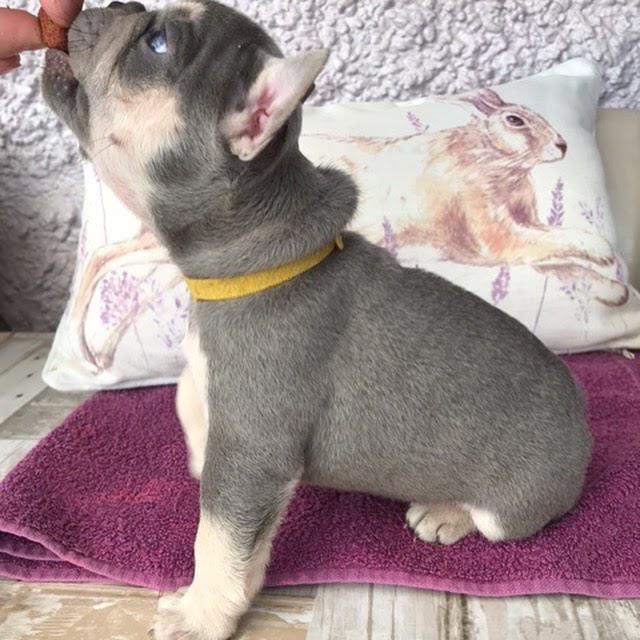french bulldog puppies (gordonharvy@gmail.com). Image eClassifieds4u