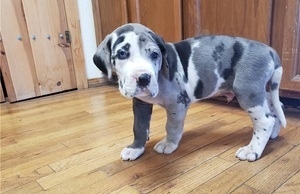 Great Dane puppies for adoption.#Greatdanepuppiesforsale.#greatdanepuppiesnearme.#puppies Image eClassifieds4u