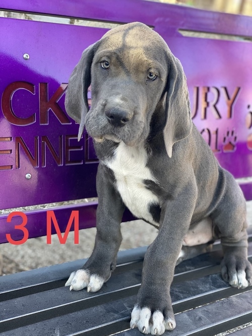 Great Dane puppies for adoption.#Greatdanepuppiesforsale.#greatdanepuppiesnearme.#puppies Image eClassifieds4u