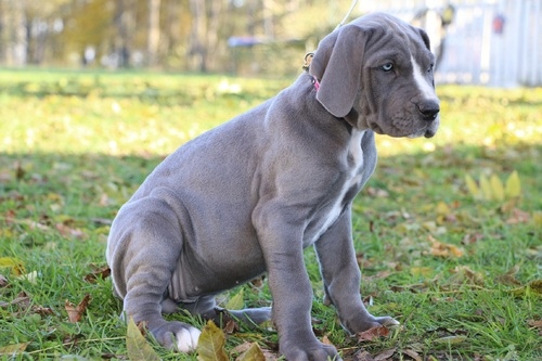 Great Dane puppies for adoption.#Greatdanepuppiesforsale.#greatdanepuppiesnearme.#puppies Image eClassifieds4u