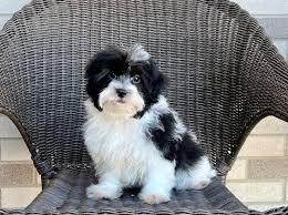 HavanesePuppies For adoption(uuntil502@gmail.com) Image eClassifieds4u