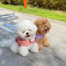 Bichon Frise Puppies Looking For Their Forever Home (brolyjackson41@gmail.com) Image eClassifieds4u 2
