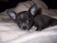 Chihuahua puppies for adoption. #chihuahuapuppiesforsale. #Chihuahuapuppiesnearme Image eClassifieds4U
