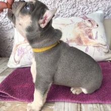 french bulldog puppies (gordonharvy@gmail.com). Image eClassifieds4u 2