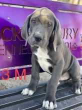 Great Dane puppies for adoption.#Greatdanepuppiesforsale.#greatdanepuppiesnearme.#puppies Image eClassifieds4u 2