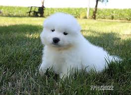 samoyed puppies for Adoption(Mia675604@gmail.com) Image eClassifieds4u