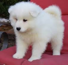Samoyed Puppies for adoption.#Samoyedpuppiesforsale.#Samoyedpuppiesforsalenearme.#puppiesforsale Image eClassifieds4u