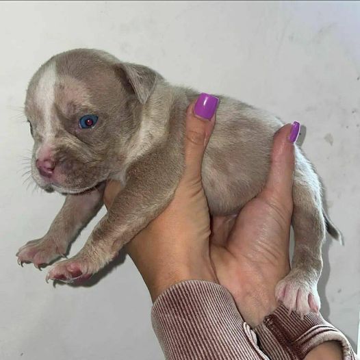 Rottweiler Pups Image eClassifieds4u