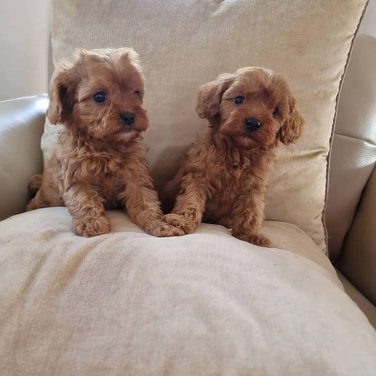 Special little cavapoo puppies Image eClassifieds4u
