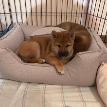 12 weeks shiba inu Puppies for Adoption