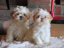 Beautiful,shih tzu male and female are looking for good home.