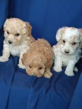 Maltipoo Puppy