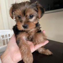 STRONG AND LOVELY YORKIE PUPPIES READY TO GO NOW TO GOOD FAMILY HOME.
