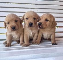 Two Adorable Golden Retrievers