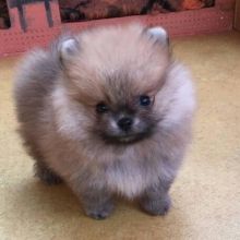 Beautiful Pomeranian puppies Available