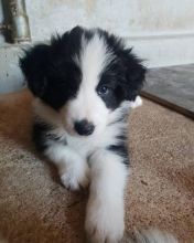 C.K.C MALE AND FEMALE BORDER COLLIE PUPPIES AVAILABLE