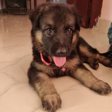 German shepherd puppies for adoption,one male and one female