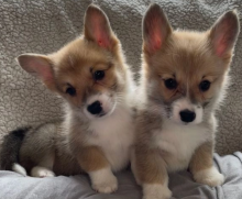 GORGEOUS KC REGISTERED CORGI PUPPIES