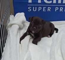 kc reg blue Staffy pups for sale