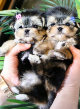 Potty trained Morkie puppies for sale