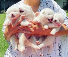 Super cute Akita inu puppies for free adoption