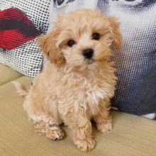 Two Top Class poodlePuppies Available