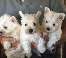 West highland terrier puppies