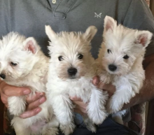 Westie pups for sale