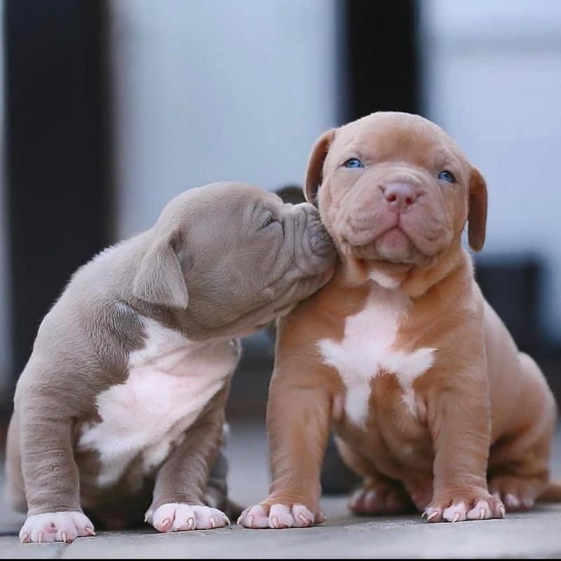 Active Male And Female PITBULL Puppies for sale Image eClassifieds4u