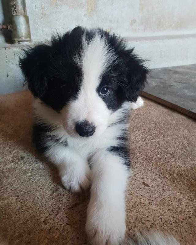 C.K.C MALE AND FEMALE BORDER COLLIE PUPPIES AVAILABLE Image eClassifieds4u