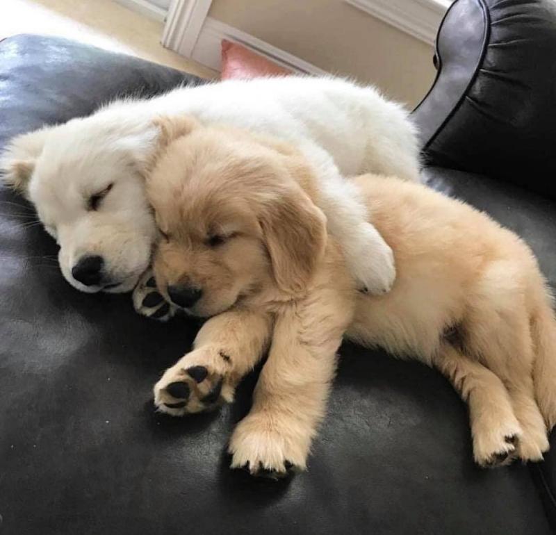 Home Trained Labrador Retriever Puppies Image eClassifieds4u