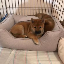 12 weeks shiba inu Puppies for Adoption Image eClassifieds4U