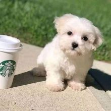 Gorgeous Teacup Maltese puppies Image eClassifieds4U