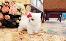 🐕💕 LOVELY MALTESE PUPPIES 🥰 READY FOR A NEW HOME 💕💕600$✅brookthomas490@gmail.com Image eClassifieds4U