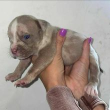 Rottweiler Pups Image eClassifieds4U