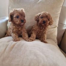 Special little cavapoo puppies Image eClassifieds4U