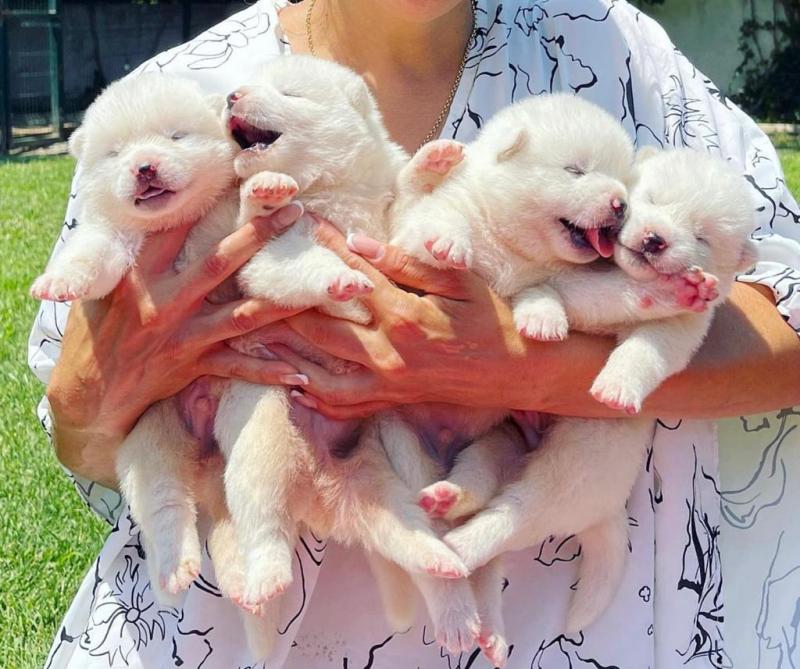 Super cute Akita inu puppies for free adoption Image eClassifieds4u