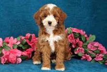 cavapoo for Adoption(anjelangel45@gmail.com)