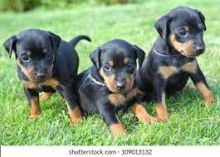 Doberman puppies for Adoption(Brittanybrittany078@gmail.com)
