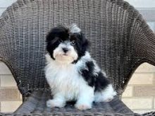 Havanese Puppies For adoption(uuntil502@gmail.com)
