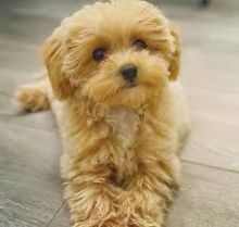 Maltipoo puppies for Adoption(suzanmoore73@gmail.com)