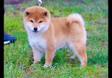 Shiba Inu puppies FOR adoption(emily9915324@gmail.com)