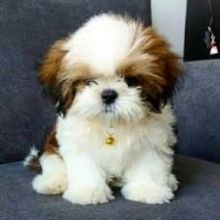 Shih Tzu Puppies for Adoption [jennifer57jones@gmail.com]