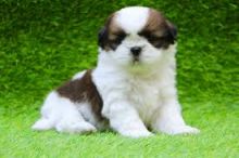 shih tzu puppies ready for a new home(belly3706@gmail.com)